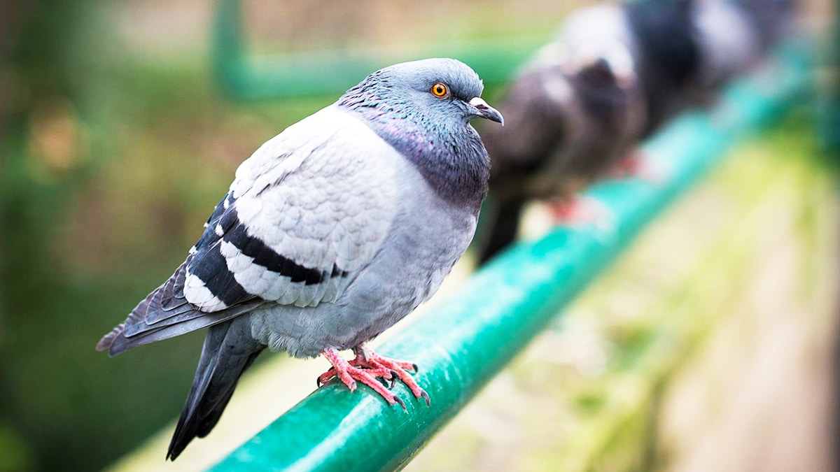 Cette arnaque à la fiente d'oiseau fait des dégâts, "À aucun moment je ne me suis méfiée"