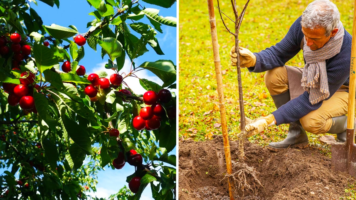 Cerisier en pleine terre : quand et comment le planter pour une croissance optimale