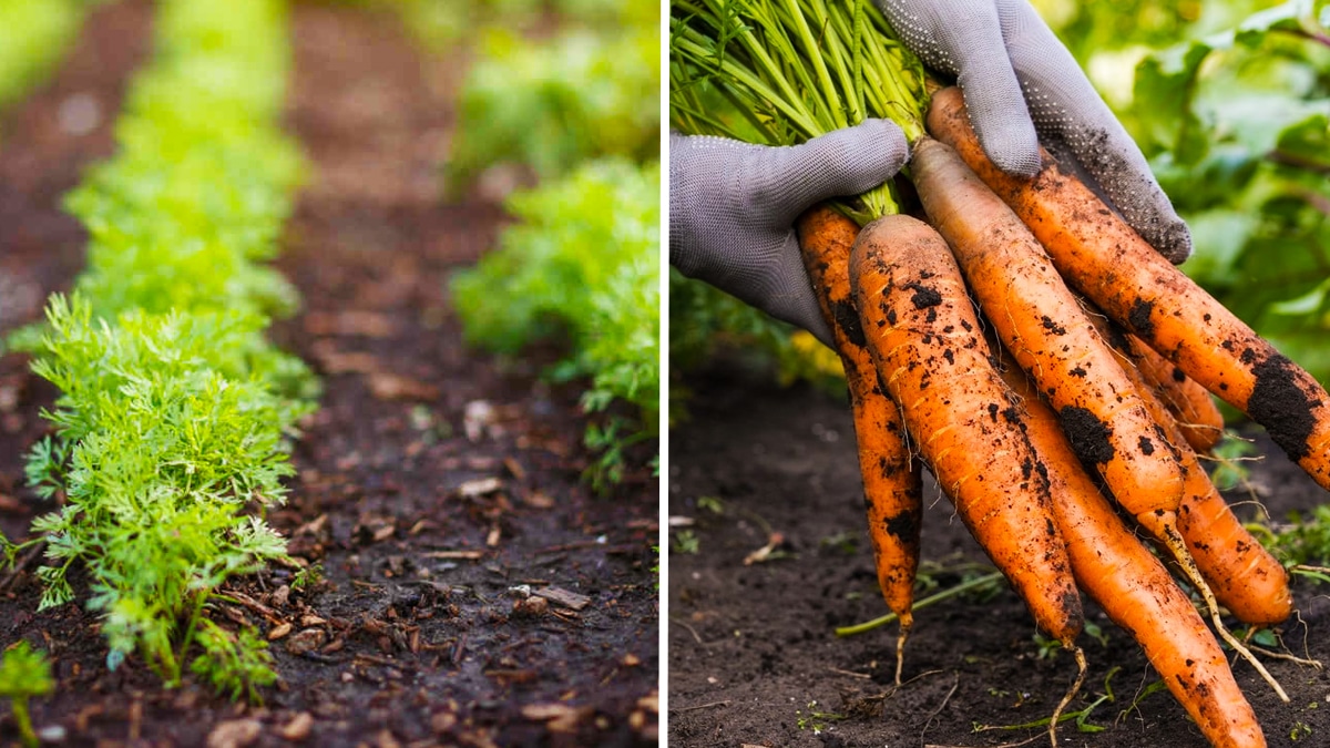 Comment cultiver des carottes en hiver pour une récolte abondante et délicieuse