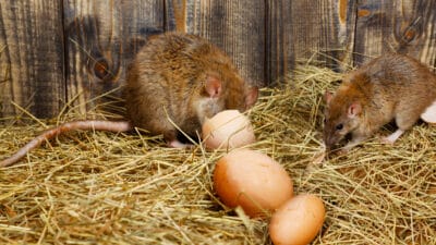 Comment éliminer efficacement et pour toujours les rats de votre poulailler ?