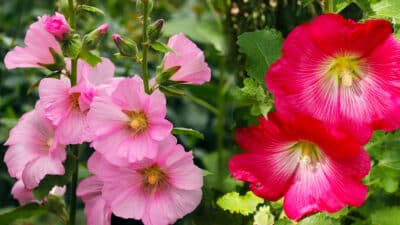 Comment réussir la plantation et l'entretien des roses trémières pour une floraison éblouissante