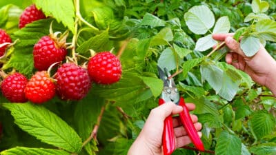 Comment tailler votre framboisier pour assurer une abondance de fruits juteux chaque saison ?