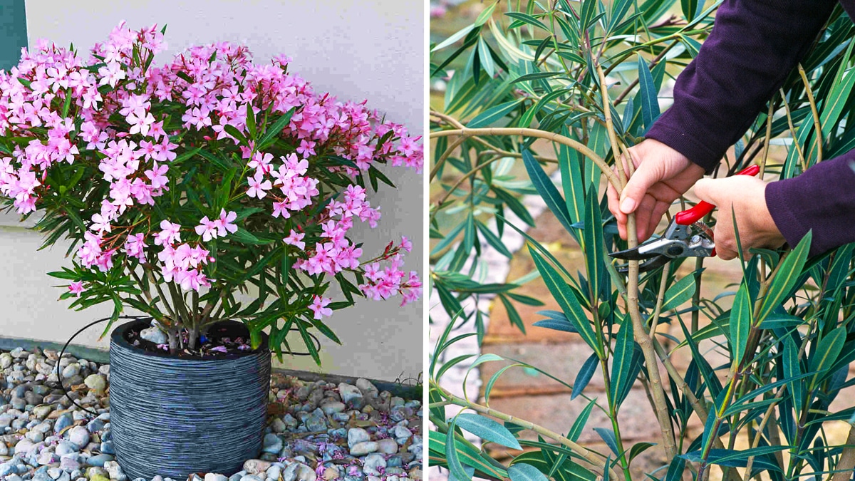 Comment tailler votre laurier rose en pot pour stimuler une floraison abondante