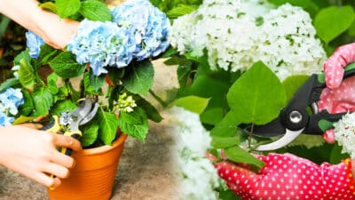 Conseils pratiques pour tailler vos hortensias et obtenir une floraison spectaculaire