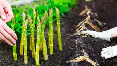 Les astuces essentielles pour planter des asperges au potager et garantir une récolte abondante