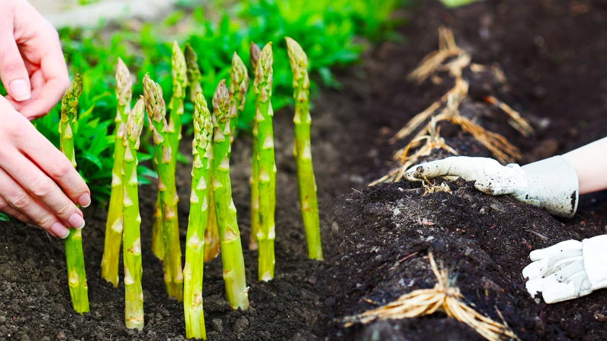 Les astuces essentielles pour planter des asperges au potager et garantir une récolte abondante