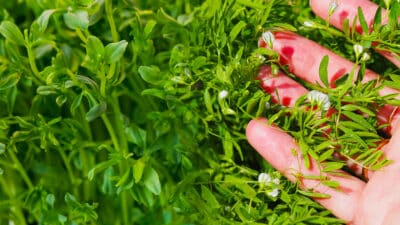 Les lentilles au jardin : comment les planter pour garantir une récolte abondante et saine ?