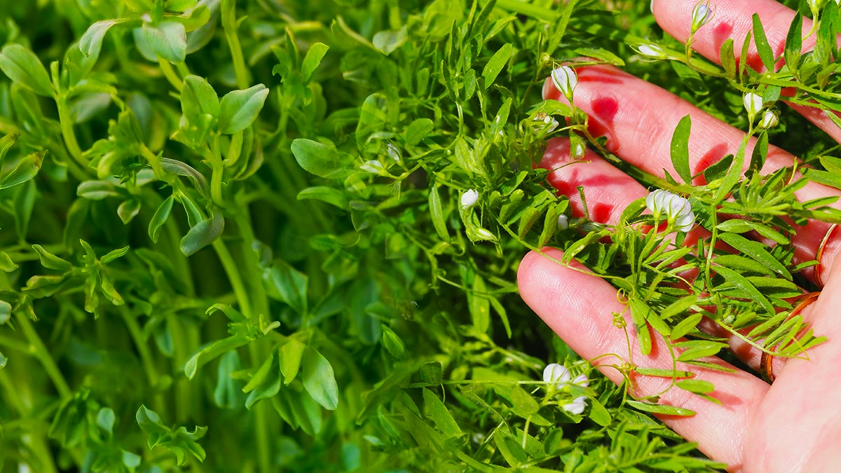 Les lentilles au jardin : comment les planter pour garantir une récolte abondante et saine ?