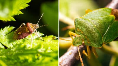 Ne laissez plus les punaises de jardin s'installer : 9 stratégies naturelles pour protéger votre espace vert