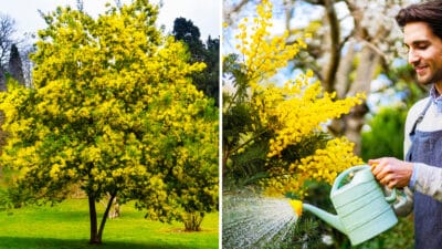 Quel est le moment idéal pour planter un mimosa et le voir s'épanouir dans votre jardin ?